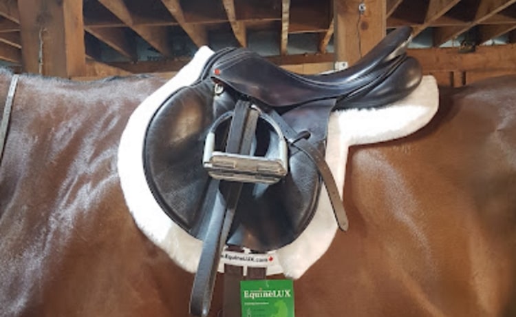How should a hunter saddle pad fit